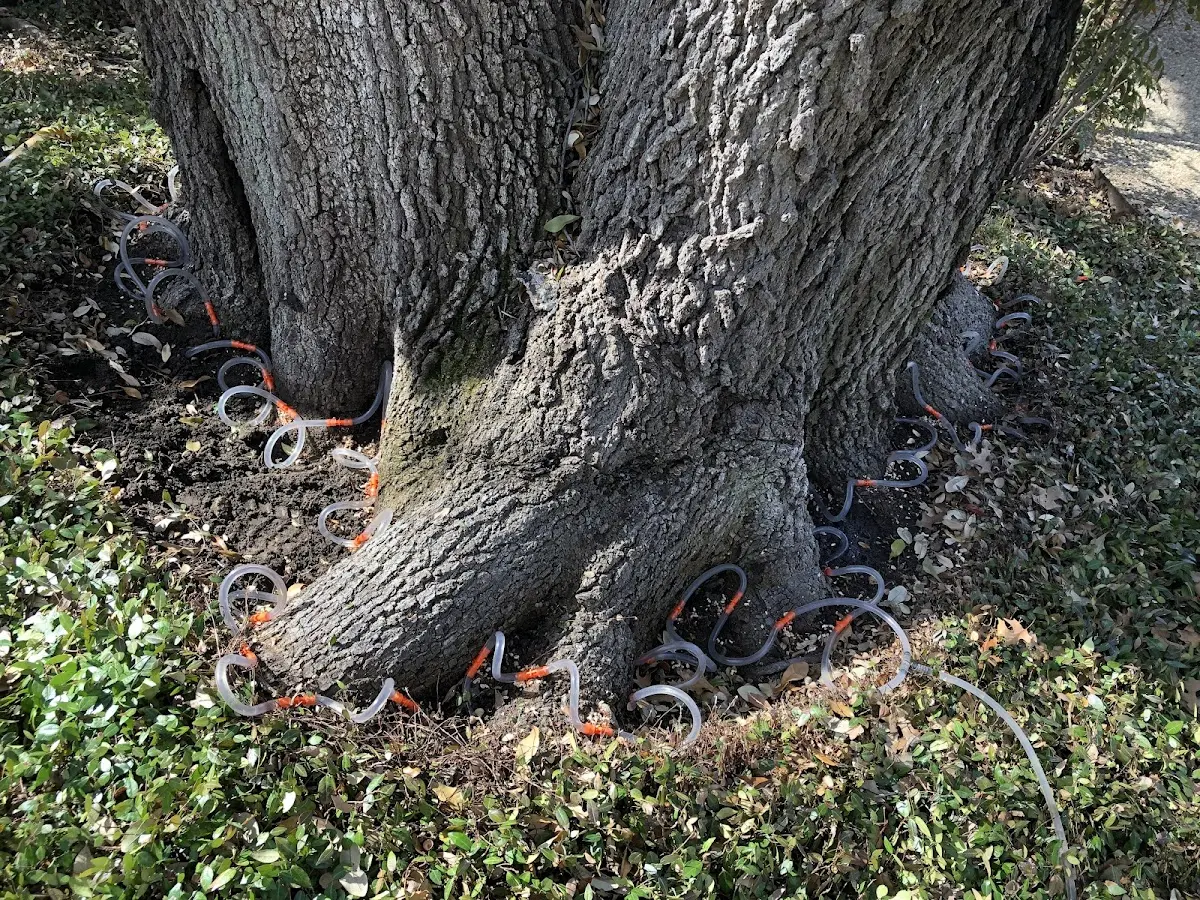 Detailed Tree Cabling and Bracing job site in South Fulton