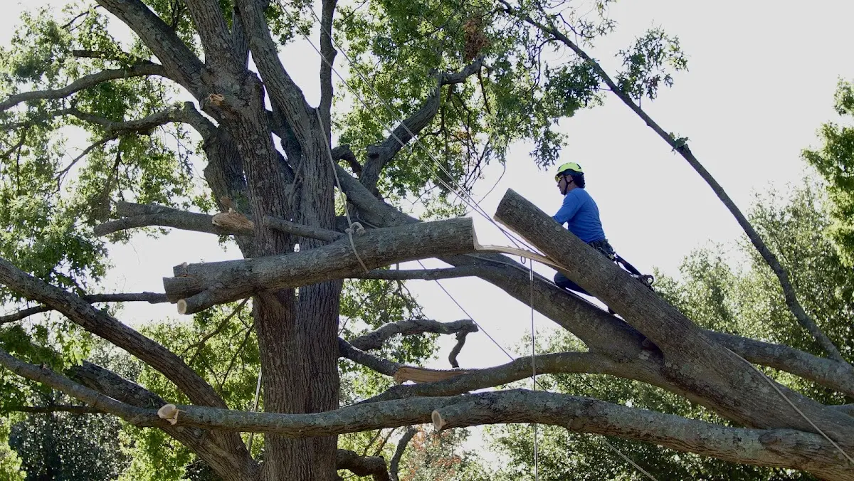 Professional Crown Thinning performed by certified arborists in South Fulton