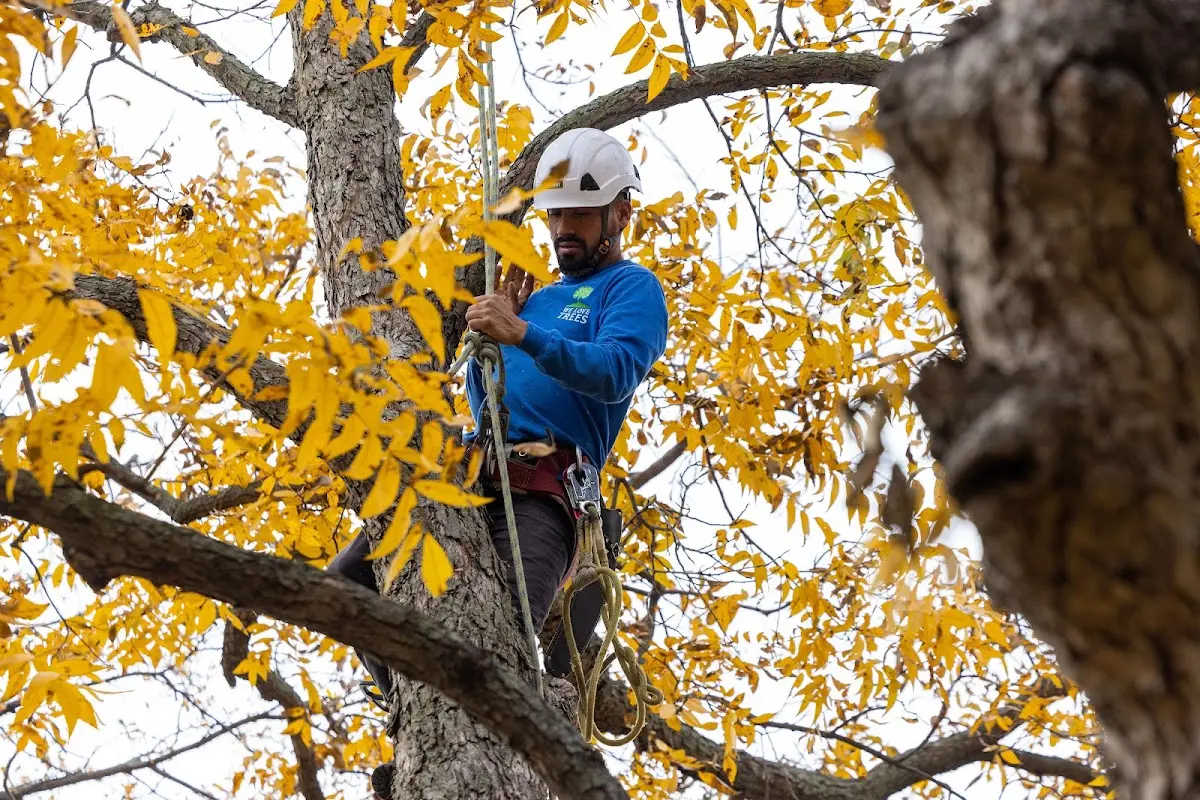 Skilled Tree Pruning crew working in South Fulton