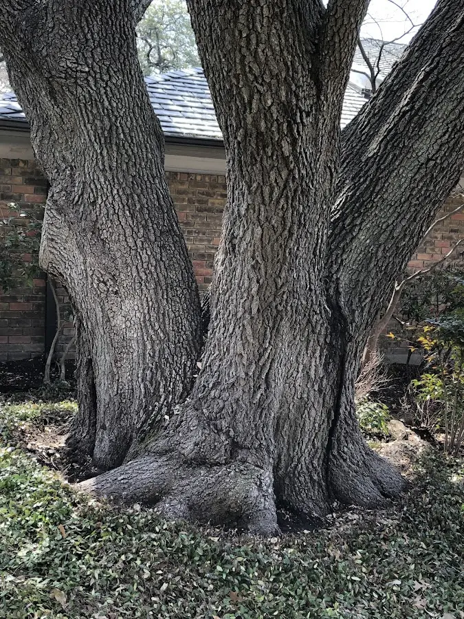 Mature heritage tree close to a South Fulton property cared for by certified arborists